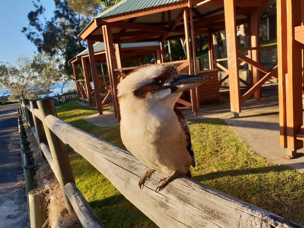 A close-up of a kookaburra perched on a wooden fence post - JezNorthWeb